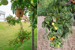 La culture de tomates inversées, des avantages mais également des inconvénients