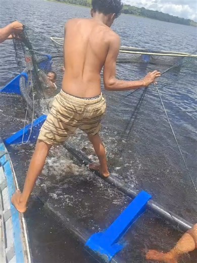 HARVESTING OF FISH FROM CAGE AT LAKE CAPOEY, ESSEQUIBO COAST YESTERDAY The Guyana government project realized through the Ministry of Agriculture is aimed at improving self sufficiency, food security and creating additional income generating capacity for rural communities. The popular tambiqui fish was reared in the project that President Dr. Irfaan Ali is pushing to be replicated across the country to utilize the vast fresh water resources of Guyana. Increasing private and public investments ar