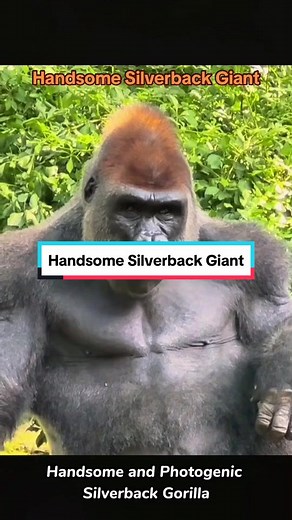 Majestic Silverback Gorilla in the Zoo