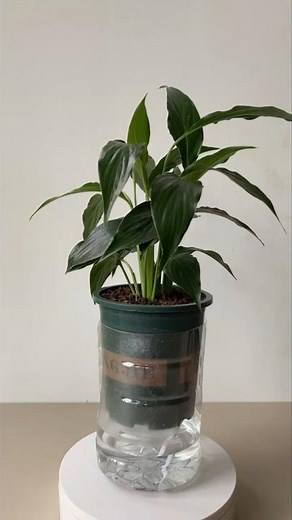 🔥2L Bottle + Gallon Pot = Self-Watering Planter #BottleCraft #PlasticBottle #SelfWateringPlanter