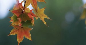 Fallen Oak Leaves Dew Autumn Oak Stock Footage Video (100% Royalty-free) 3671017859 | Shutterstock