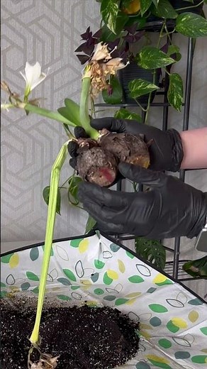 Transplanting a Waxed Amaryllis into a Pot#amaryllis #waxedamaryllis #amarylliscare #bulbplant