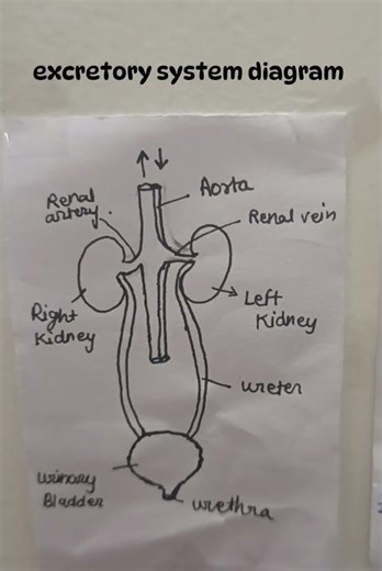excretory system important diagram for boards#class10 #diagram #biology #science