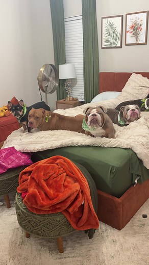 Aye, gone call the DPS. | daisy and joey