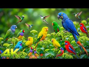 Canto de Aves Silvestres 🕊️ Sonidos Relajantes para Dormir, Leer y Trabajar