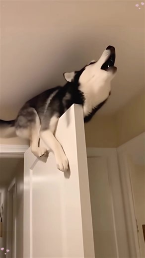 Understanding Husky Puppies: Care Tips and Insights