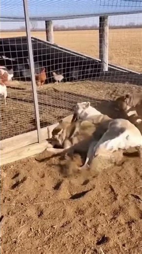 Wolf Steals Chicken — Coop Collapse & Pitbull Rushes In 🐺🐶💥