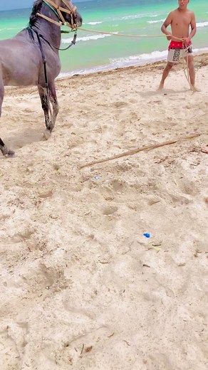 Playful Horse Interacts with Person on Sandy Beach