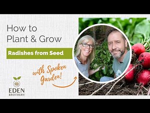 How to Plant and Grow Radishes from Seed