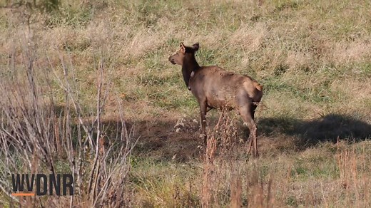20K views · 483 reactions | Where did the elk come from and how did they get to West Virginia? Check out our video to learn about the DNR's elk restoration project. | West Virginia Division of Natural Resources | Facebook