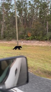 Headed back from Ocala and just saw this beauty 🥰 #florida #floridabear #ocala #blackbear | Patricia Muriel Williams