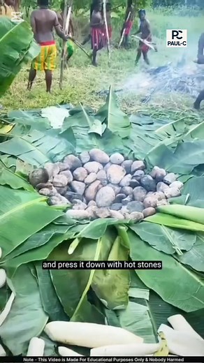 1.2K views | The Traditional Cooking Method In Papua New Guinea  #fblifestyle  #tag  | Paul-C | Facebook