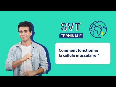 SVT Terminale - Comment fonctionne la cellule musculaire ?