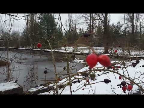 ГСВГ. Плавательный бассейн в Neues Lager,oкрестности 12.01.2025
