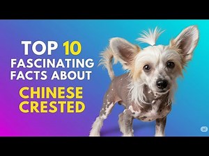 Top 10 Fascinating Facts About Chinese Creste