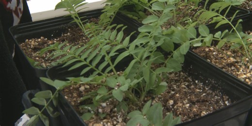 Arctic Gardens: Adding native plants to your garden