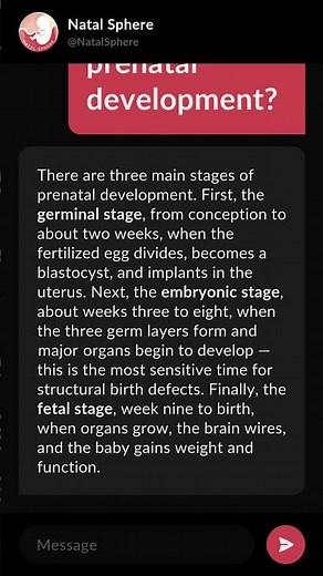 What are the three stages of prenatal development?