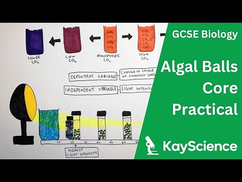 GCSE Biology – Photosynthesis and Respiration in Algal Balls