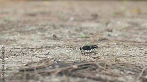 Great black wasp digging in the sand Sphex pensylvanicus