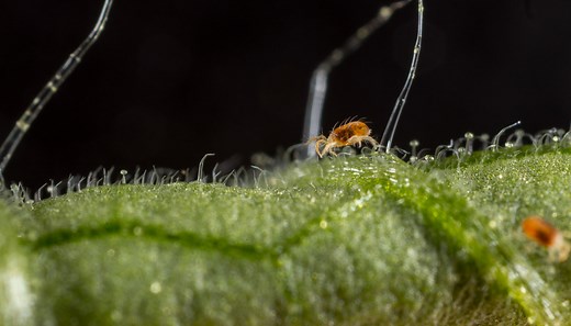 Two-spotted spider mite - Biocontrol, Damage and Life Cycle