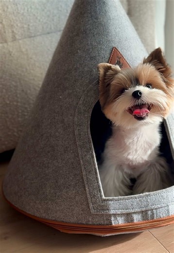 Biewer Terrier's Love for Beds