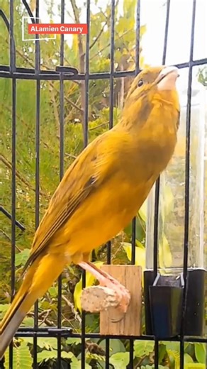 Natural Canary Bird Sound #birdsong #canarybirds #naturesounds #birdsinging