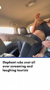 6.8K views · 145 reactions | A Elephant rubs snot all over screaming and laughing tourists. | New York Post | Facebook