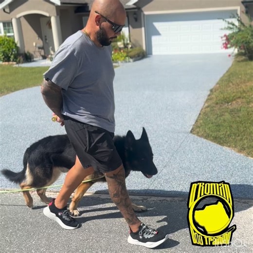 🎯 Transform your dog’s life and strengthen your bond! Our obedience and service dog training programs are designed to build confidence, control, and real-life results. 🚨 Limited spots available — don’t miss your chance to start today. 📍 Professional training, proven results. 📲 Contact us now and reserve your spot! | D'Roman Dog Training & Boarding LLC