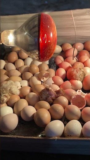 Heat bulb Incubator hatching with result #shorts