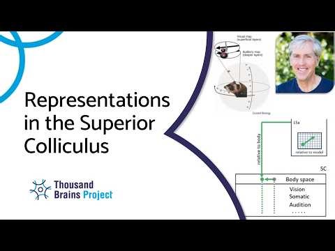 2025/10 - Representations in the Superior Colliculus