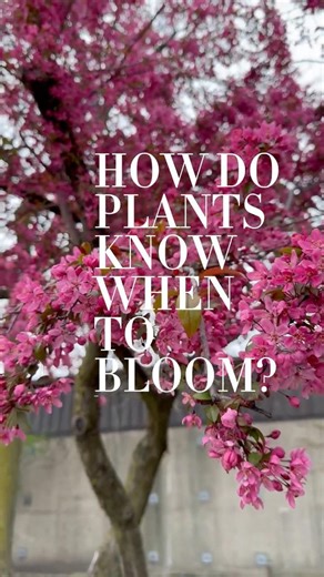 How do flowers know it’s spring? 🌸 #springflowers #plantscience #naturelovers #plantlover