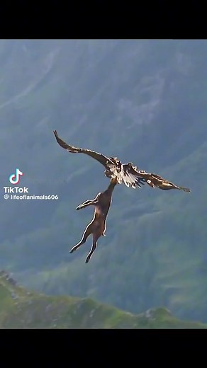 Crazy footage of a Hawk flying with a deer 😯 #birds #hawks #wildlife #animals #tiktok #deer #eat #fyp