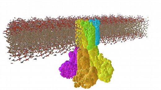 Cryo-EM Structures of the Magnesium Channel CorA - 3D model by Interactive 3D Data (@proteinsimulation)