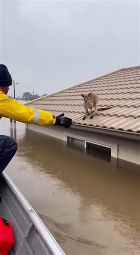 Flood Rescue: Roo Saved! Kangaroo rescued from rooftop during flood. Generated using Kling AI . . . (For entertainment purposes only. Consult professionals if guidance on activities is presented. No brand affiliation is implied if any are shown. If inspired by true events, creative adaptations may be included. Content may include public footage.) | Fabiosa Digest
