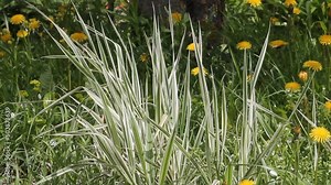 Variegated form of reed canary grass (Phalaris arundinacea) in garden