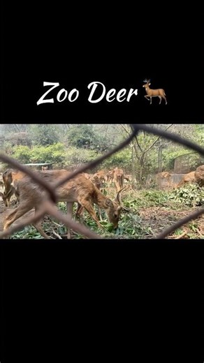 Beautiful Deer in the Zoo – Peaceful Nature Moments #deer #zoo #animals