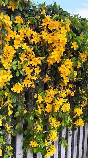 Cat's claw blooms 🌼#catsclaw #garden #flowers #nature #floweringplants #creeperplants