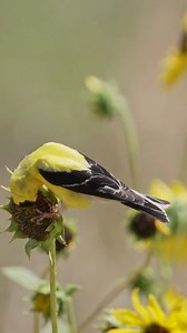 Watch this brilliant American Goldfinch enjoy sunflower seeds straight from the source. 🌻💛 These vibrant little birds are true seed lovers—and in June, their bright yellow plumage is at its peak. Planting sunflowers not only adds beauty to your garden, but it’s also one of the best natural ways to attract goldfinches and other seed-loving birds! | Wild Delight