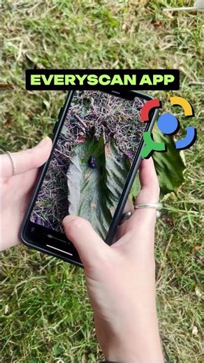 What Bug Is This? Identify Insects Instantly with EveryScan