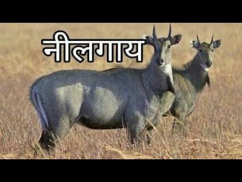 Neel gay | नील गाय | Nilgai | Blue Cow | interesting facts about Blue cow