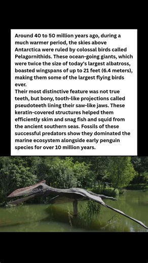 Bird with TEETH?! 🦷 Prehistoric Sky Giants of Antarctica #wildlife #facts #shorts