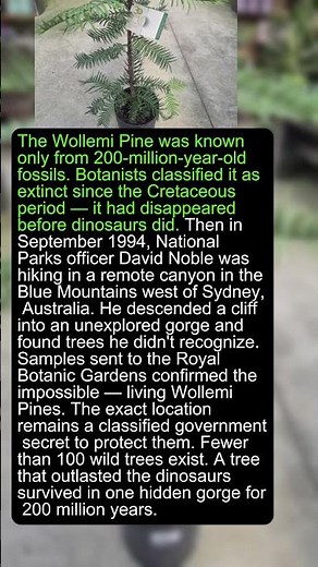 A Tree Extinct For 700 Years Was Found In One Single Place #wildlife