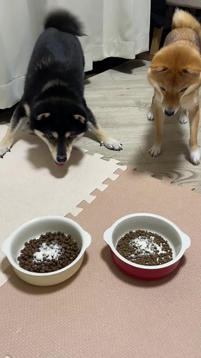 豆柴と柴犬の魅力を徹底解説