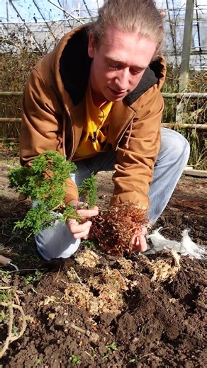 Trunk Thickening An Itoigawa Bonsai 🌱