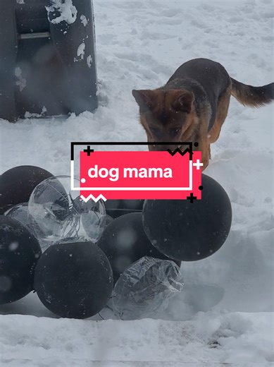 Entertaining Your Dog on a Snowy Day
