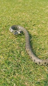 A helping hand for a Grass Snake 🐍 Whilst at work, I spotted this beautiful Grass Snake out in the middle of the fairway on the golf course. It looked like it was heading over to the pond, so I gave it a helping hand as there were Buzzards and Red Kites flying around close by that could have easily had it away. Although I knew this Snake wouldn't bite me, I was a little hesitant about picking it up at first as it was the first time I had ever handled one. As soon as I put it in the pond, it had