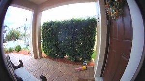 The Ring camera at the Wight household caught some devastating property damage. This is your reminder to please check on those you live with and make sure they’re safe on windy days. Thoughts and prayers for our front door guardian gnome 🙏 | Will Wight