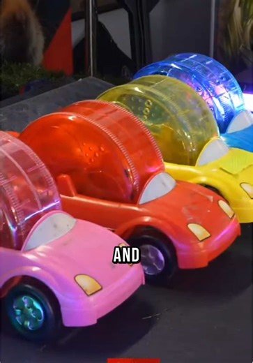 Mum the hamsters are racing again 🐹🤯 #f1 #hamster #racing | Hamsters