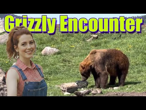 I Met a Real Grizzly Bear in Montana!