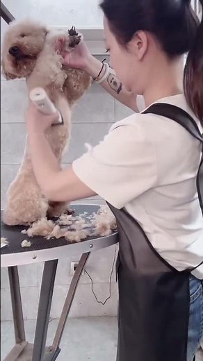 Cute Poodle Grooming Transformation 🐩✂️ | Satisfying Dog Haircut